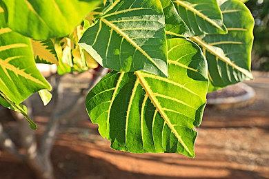 超级人类封测没激活码也能玩了 但延迟高＆卡顿＆掉线应该怎么解决？