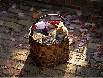 《博德之门3》“魔索布莱城之路”MOD将加入经典区域